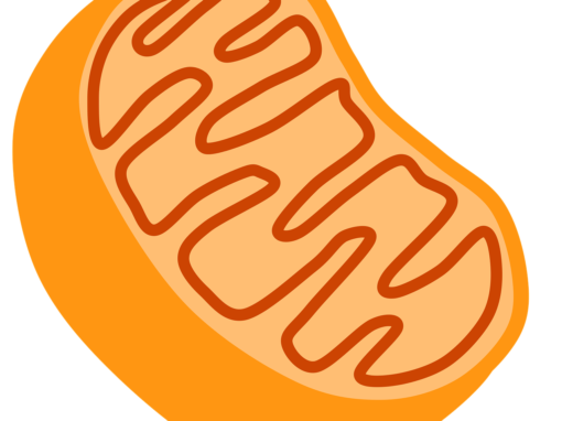 Mitochondrien im Mittelpunkt der Schwermetallausleitung
