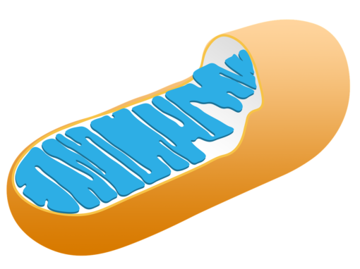 Mitochondrien, (Schwer-)Metalle und Phospholipide