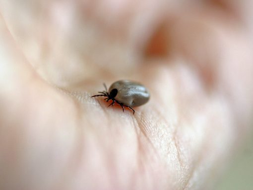 Zuverlässige und innovative Diagnostik im Nachweis von Borreliose: der Tickplex Test