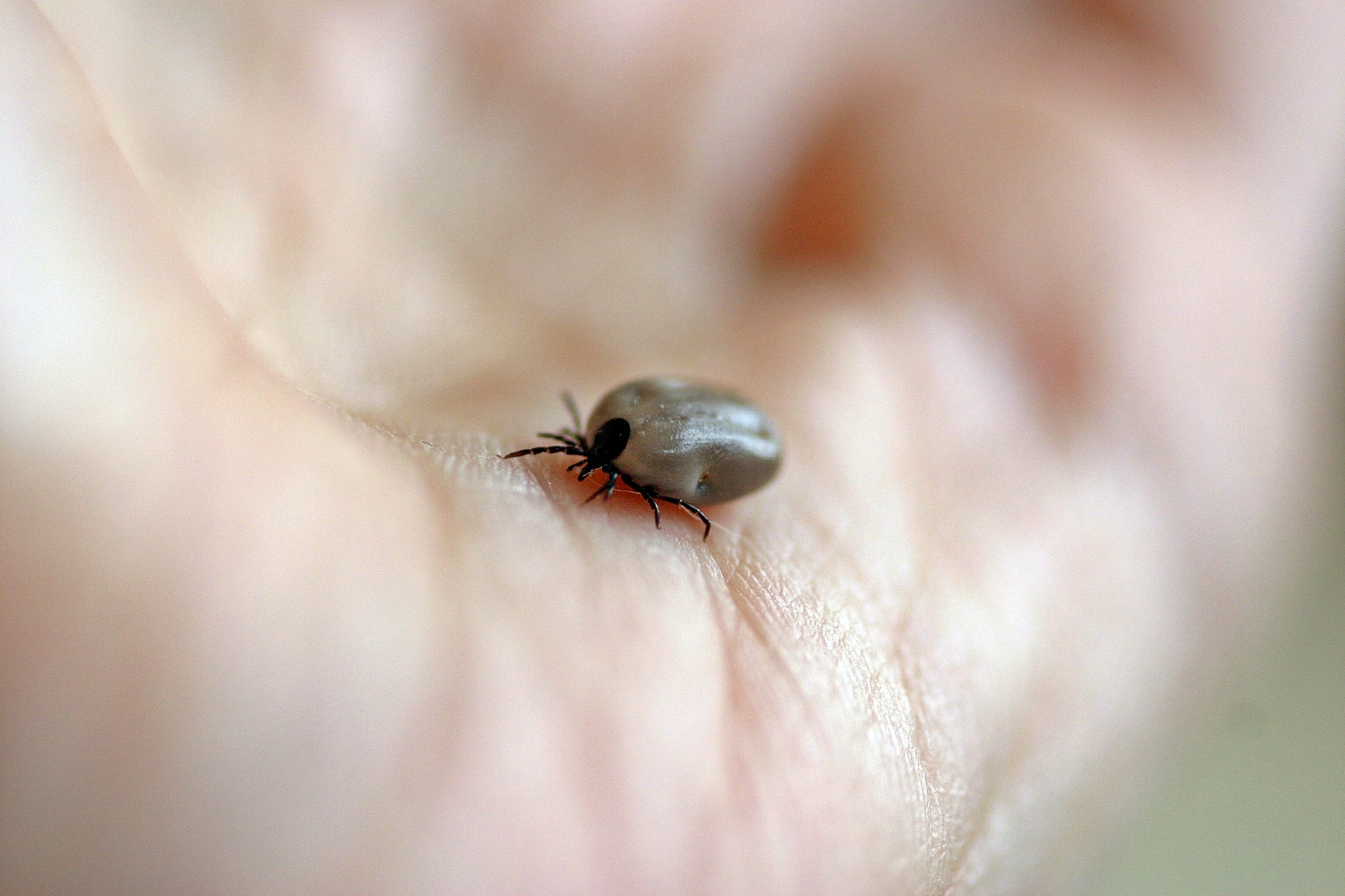 Zuverlässige und innovative Diagnostik im Nachweis von Borreliose: der Tickplex Test