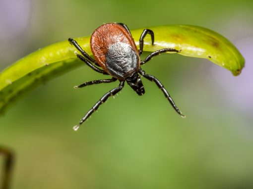 Die vielen Facetten der Lyme-Borreliose