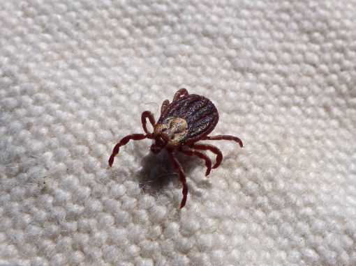 Die Reihenfolge einer effektiven Behandlung bei Lyme-Borreliose