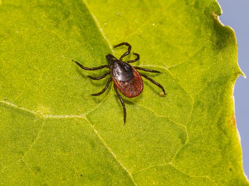 Borreliose: Wie wehrt sich unser Körper gegen eingedrungene Borrelien?