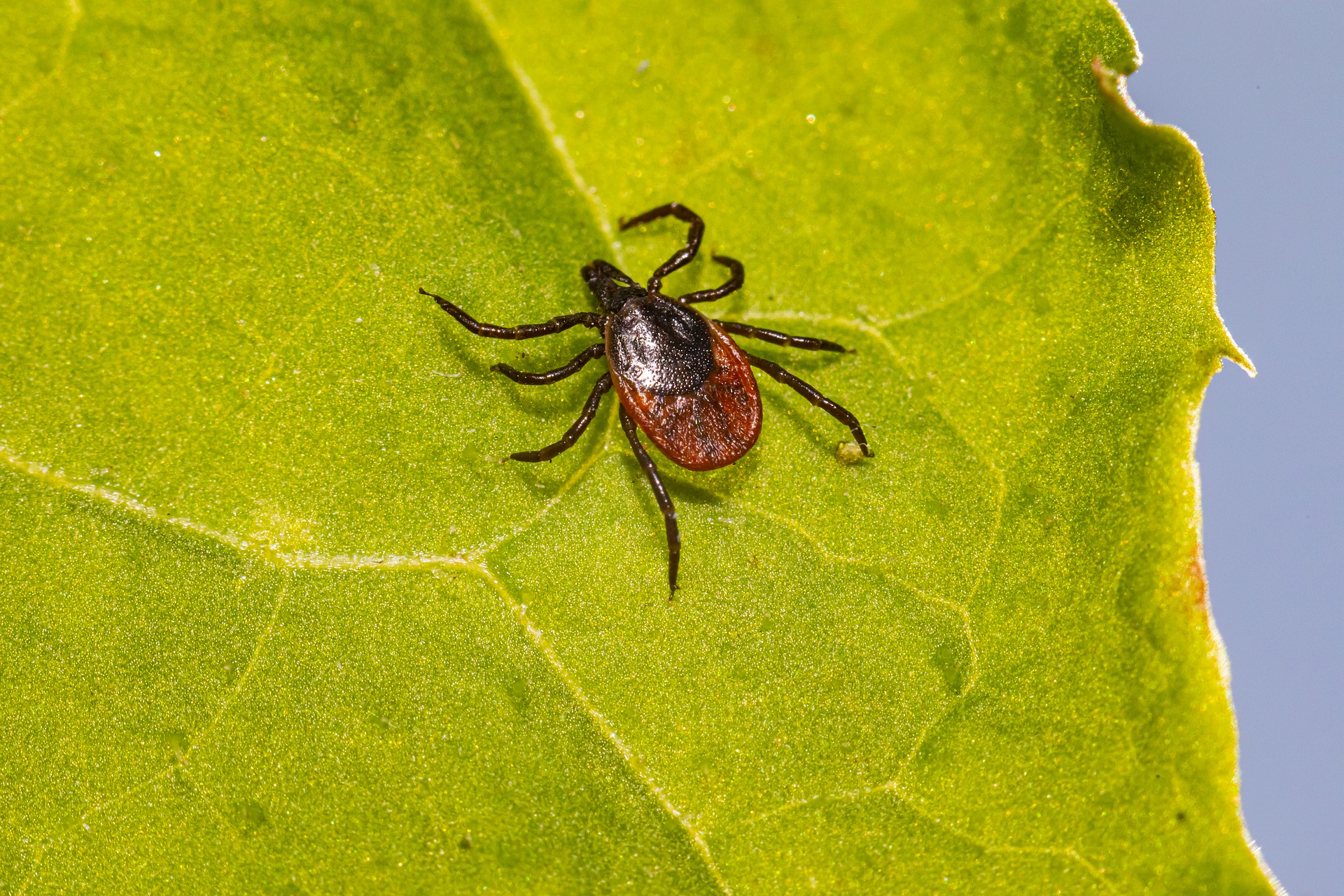 Borreliose: Wie wehrt sich unser Körper gegen eingedrungene Borrelien?