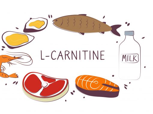 Warum Carnitin so wichtig ist….!