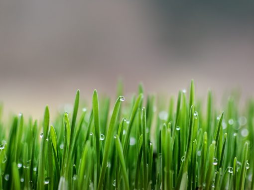 Toxopherese ® – das Blut von Giften und Erregern befreien!