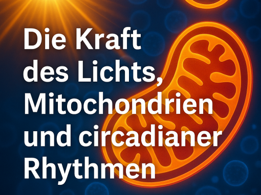 Die Kraft des Lichts, Mitochondrien und circadianer Rhythmen